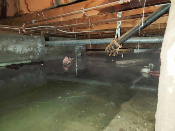 Best Water damage contractors near me  in Benson, AZ